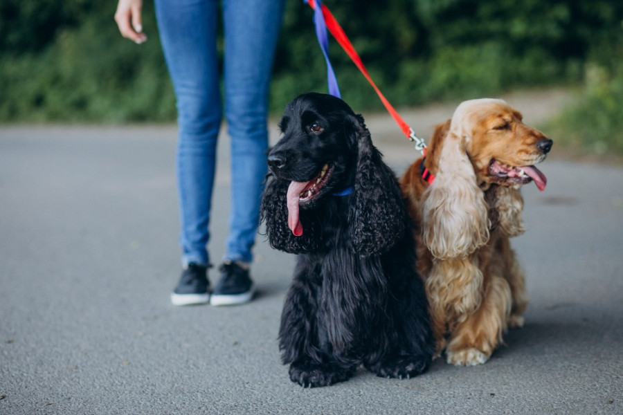 perros parque
