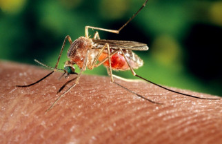 Estudian el impacto del calentamiento global en el riesgo de infección por Dirofilaria en España