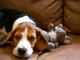 España participa en un estudio sobre nueva terapia para la disfunción cognitiva canina