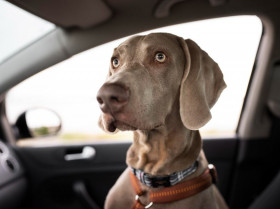 Los casos más frecuentes de golpes de calor en mascotas ocurren en los coches