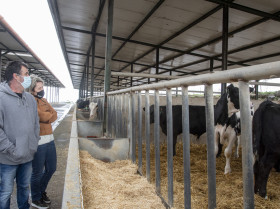 Canarias destina más de 4 millones de euros en ayudas para las ganaderías de bovino