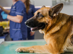 Novedosa terapia inhalada para combatir distintos tipos de cánceres caninos