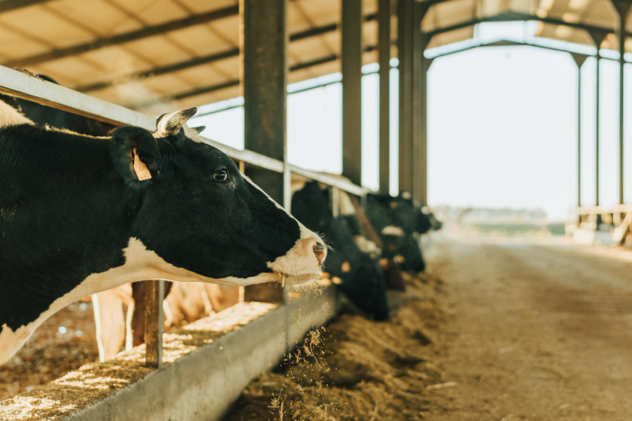 Vacas ganadería pienso alimentación