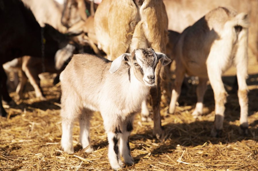 cabras