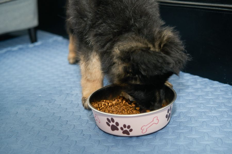 perro comiendo