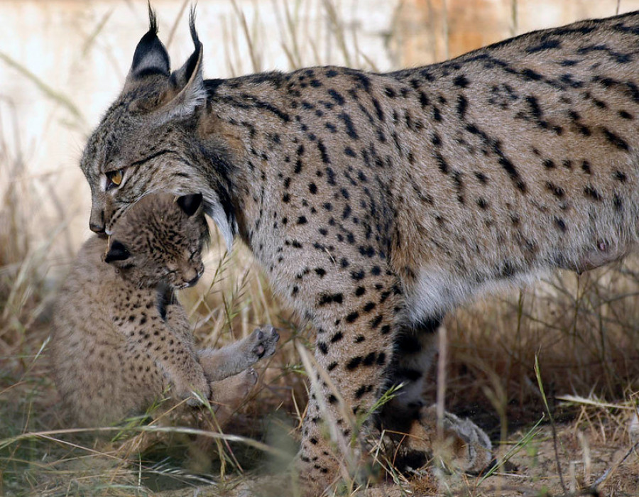 Lince ibérico