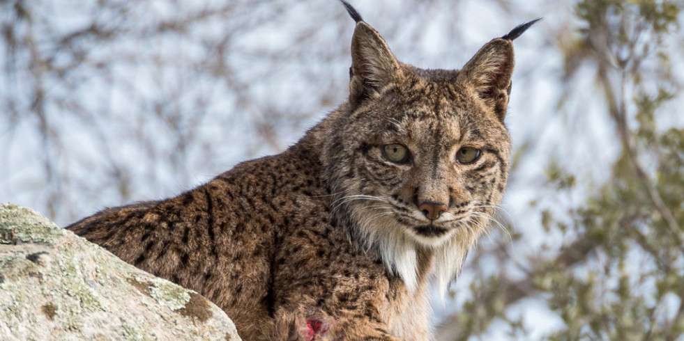 Presentan los resultados para la reintroducción del lince ibérico en el área mediterránea