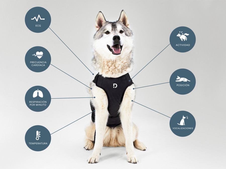 Dinbeat husky