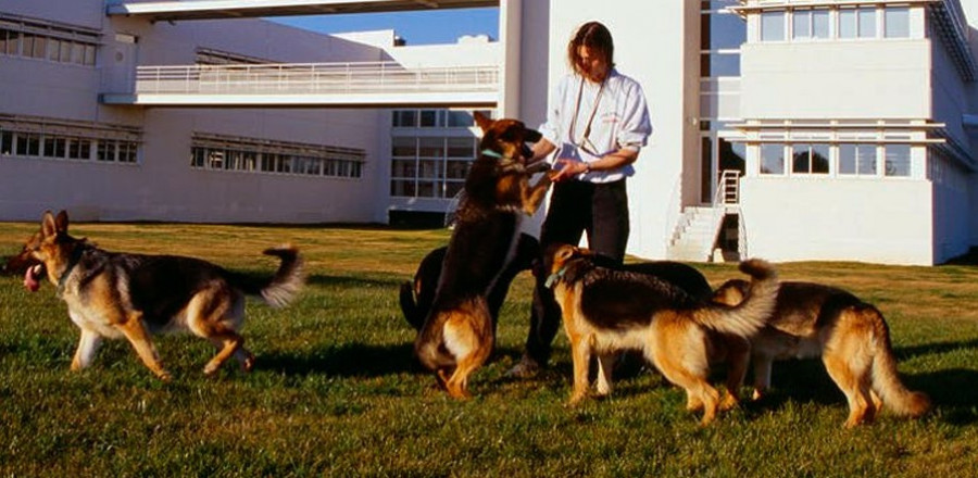 Royal canin perros
