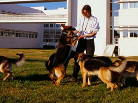 Royal Canin fomenta la tenencia responsable y el papel de los perros en la sociedad