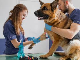 Abren un procedimiento para acreditar auxiliares veterinarios por experiencia laboral