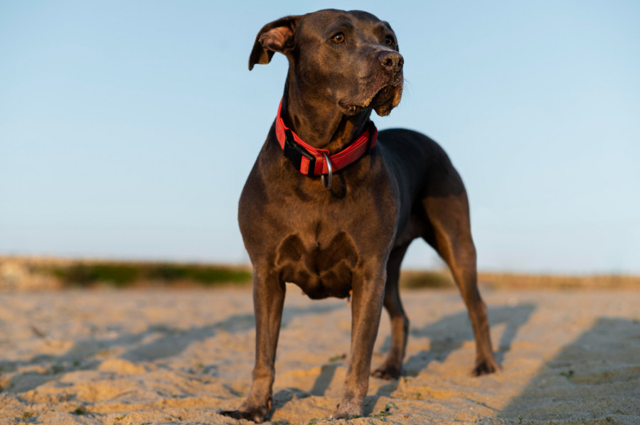 Perro playa