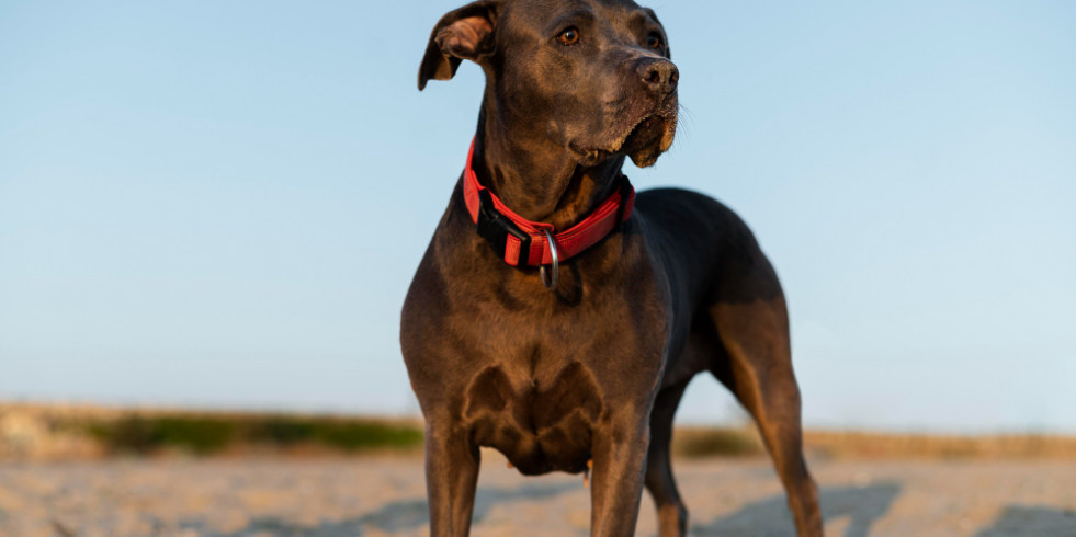 Crean un listado actualizado de playas para perros 2022