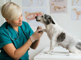 Veterinarios españoles proponen nuevos biomarcadores para la enteropatía canina