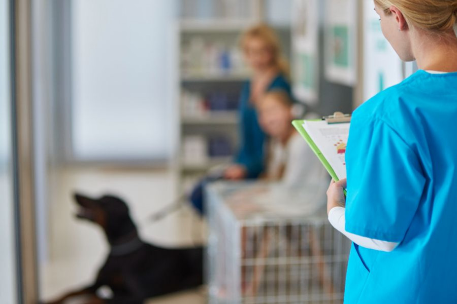 veterinario