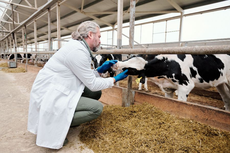 veterinario vaca