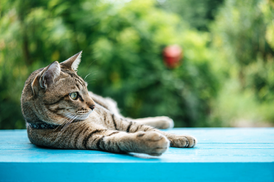 Gato