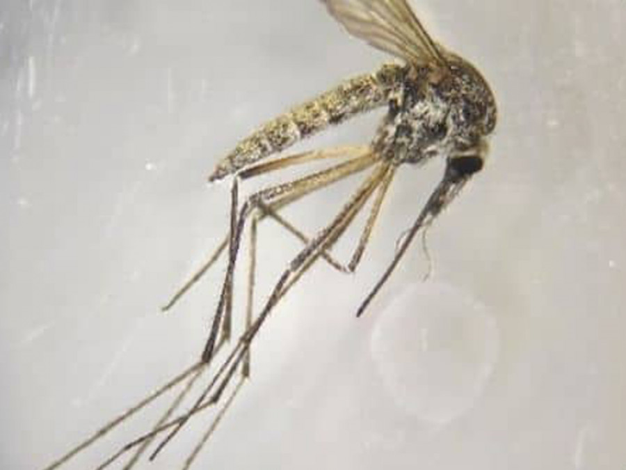 Mosquito de la nieve Aedes refiki