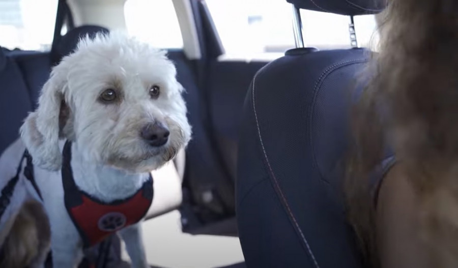 Viajar perro coche arnés