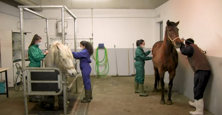 Estudiantes veterinaria zaragoza prácticas caballos