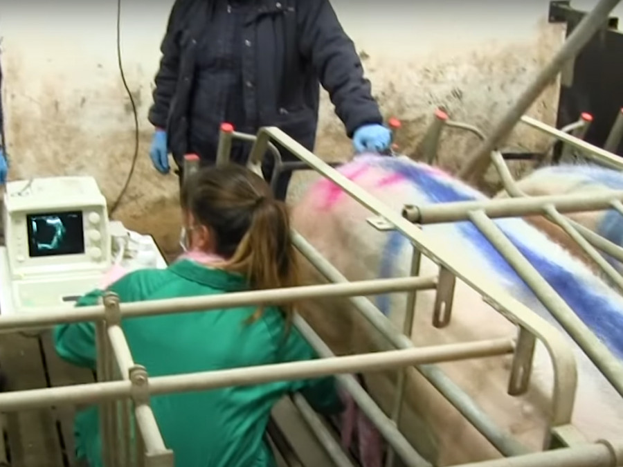 Prácticas veterinarios cerdos estudiantes