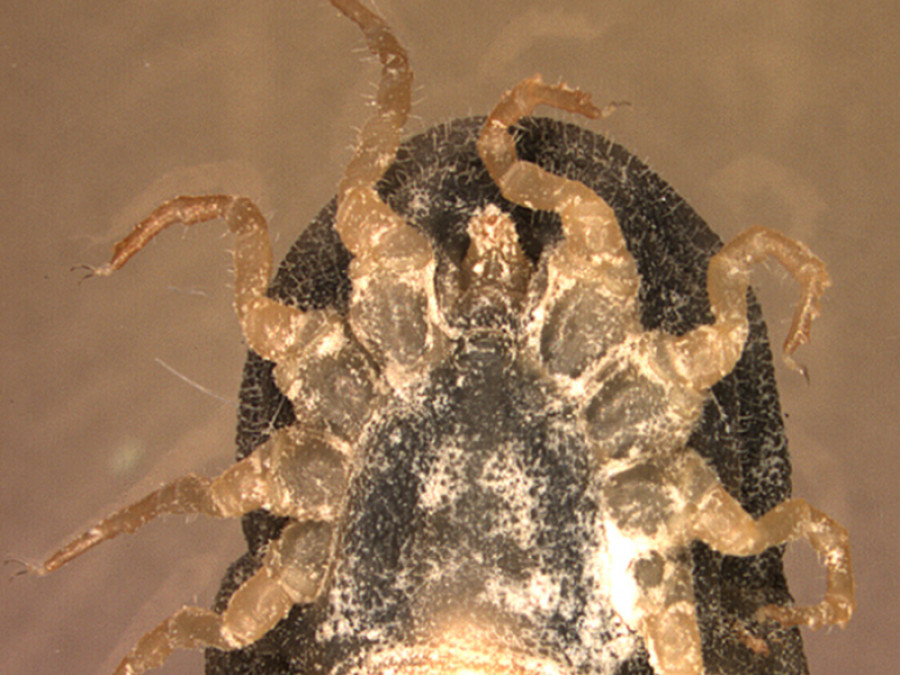 Garrapata