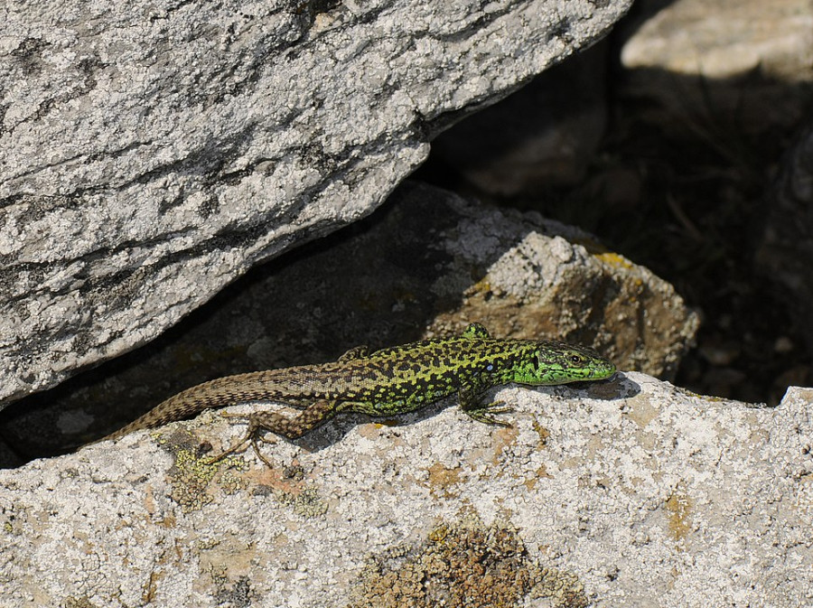 Lagartija