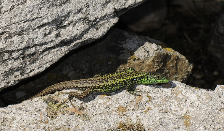 Identifican 300 puntos de reptiles protegidos en España amenazados por el cambio climático