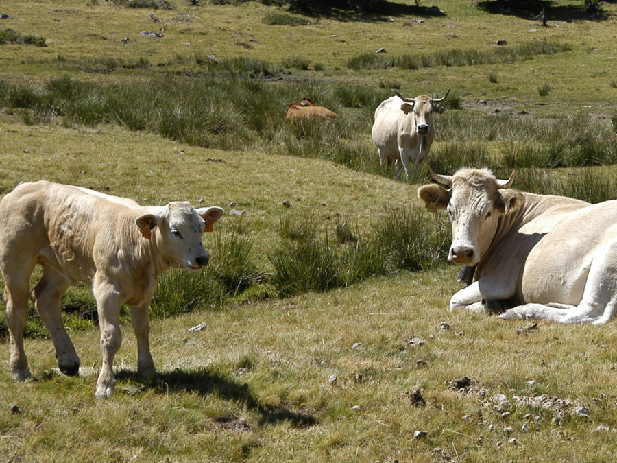 Vacas ganadería