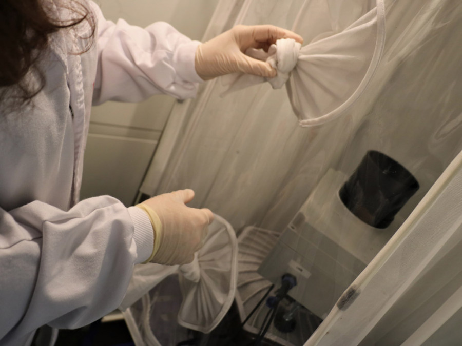 Mosquitos irta