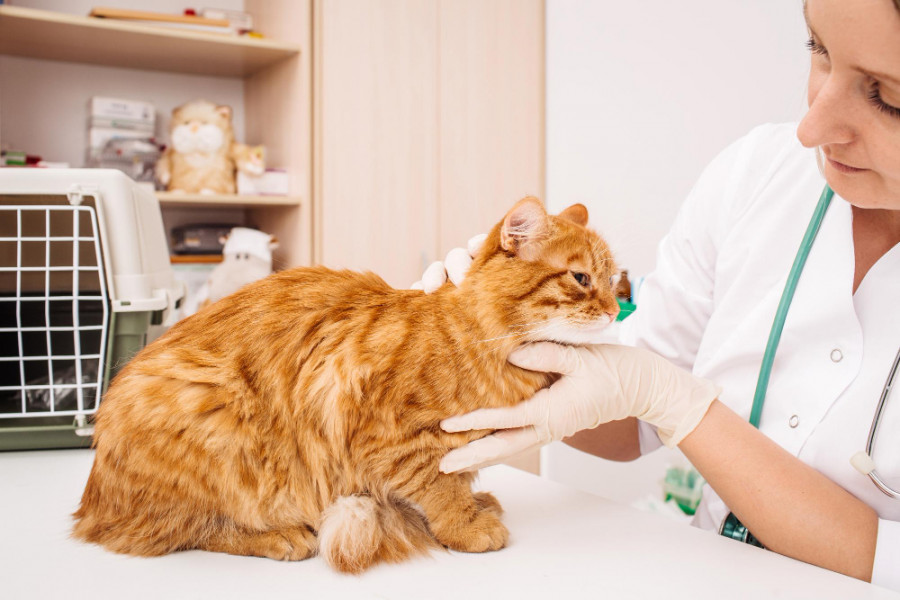 Gato veterinaria