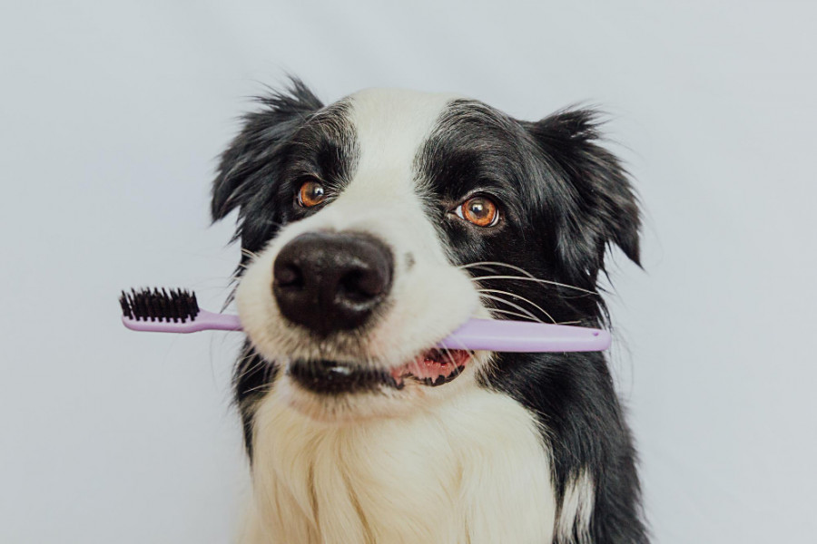 Perro dientes cepillo
