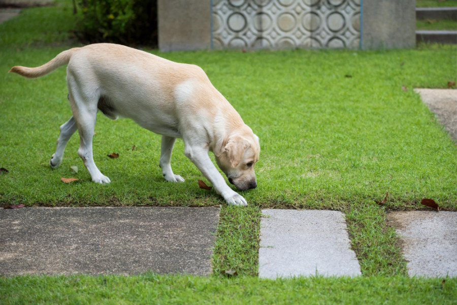 Perro olor