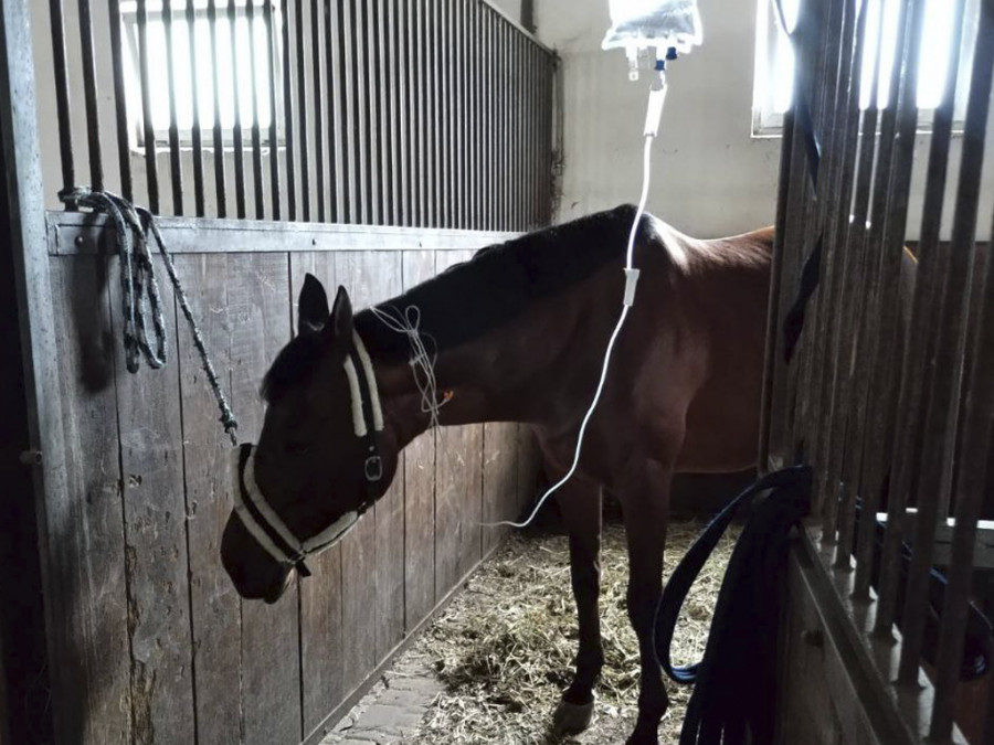 Caballo suero ucrania veterinario