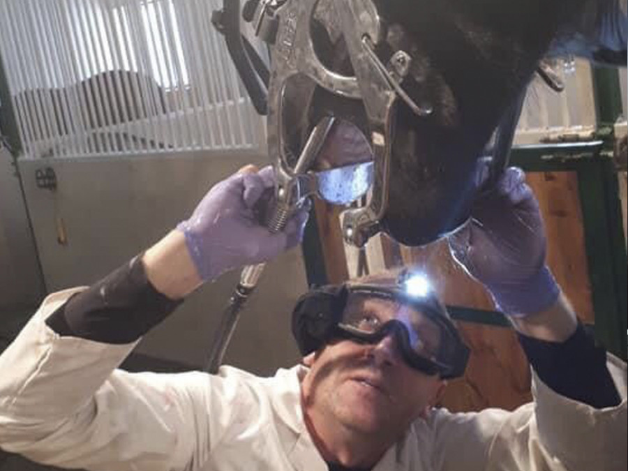 Veterinario atendiendo a un caballo