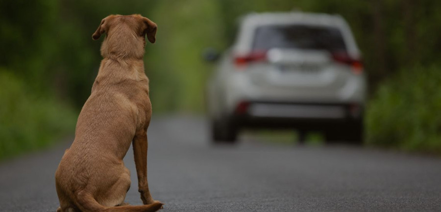 Perro abandono