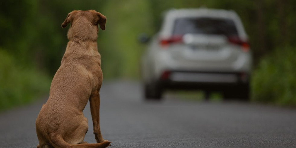 “Soy uno más de la familia, llévame contigo”, la campaña contra el abandono perros