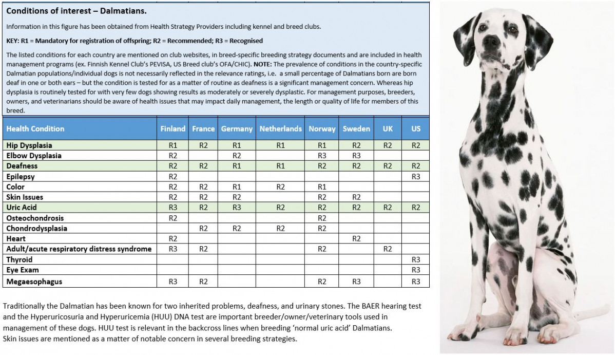 Article image WSAVA Dalmation Meet the breed
