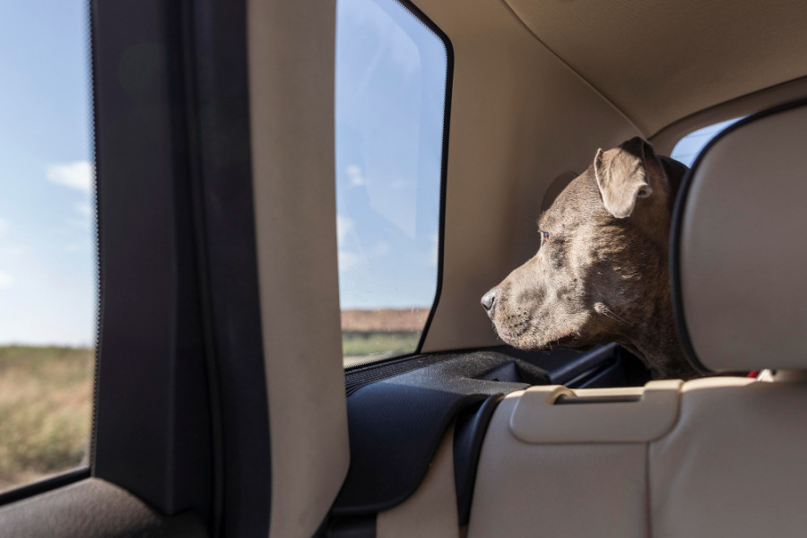 Perro coche viaje
