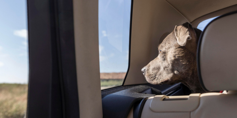 Viajar con mascotas, los mejores consejos para un camino por carretera sin problemas