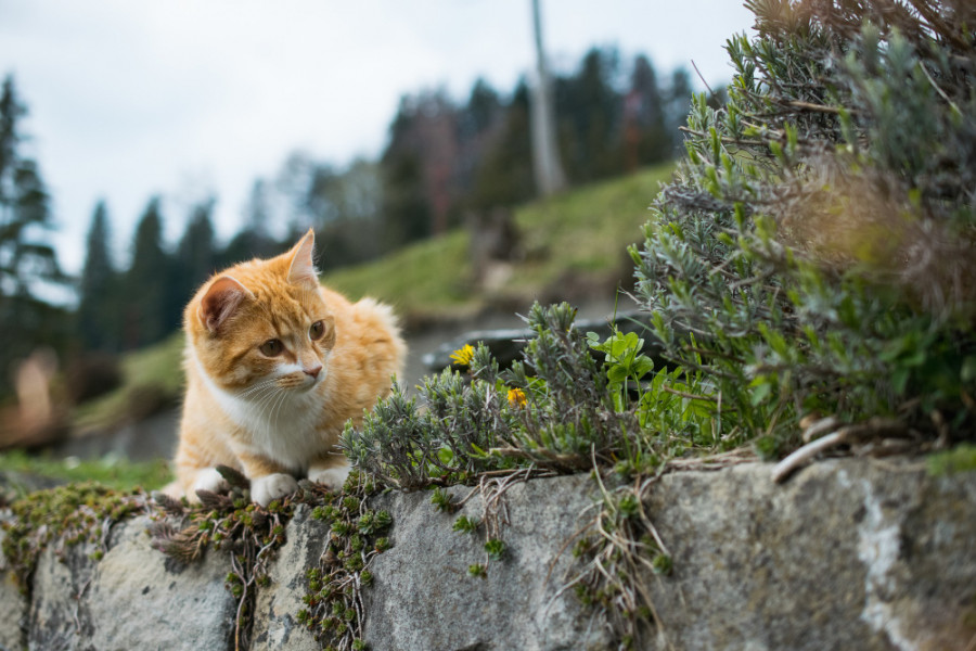 Gato libertad