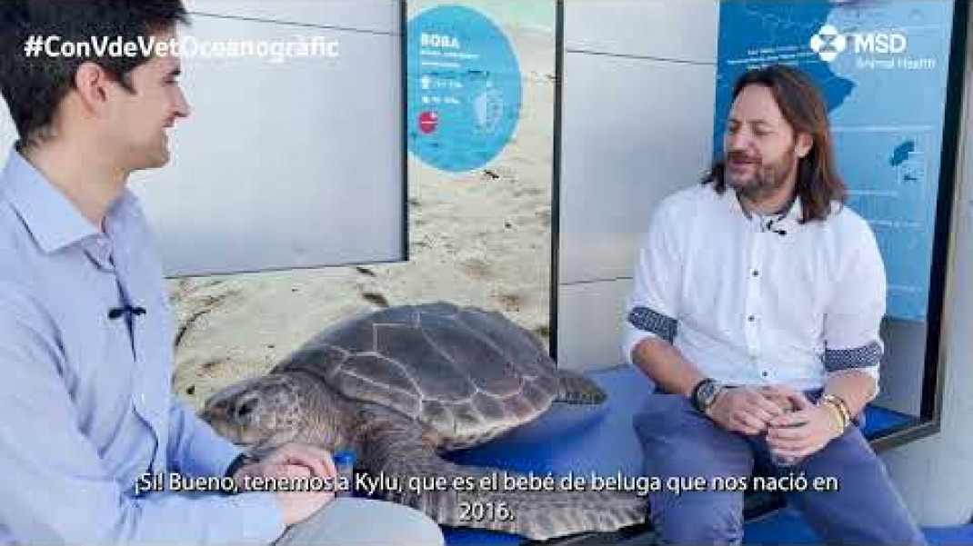 Océanos y One Health con Daniel García del Oceanografic | Con V de Vet