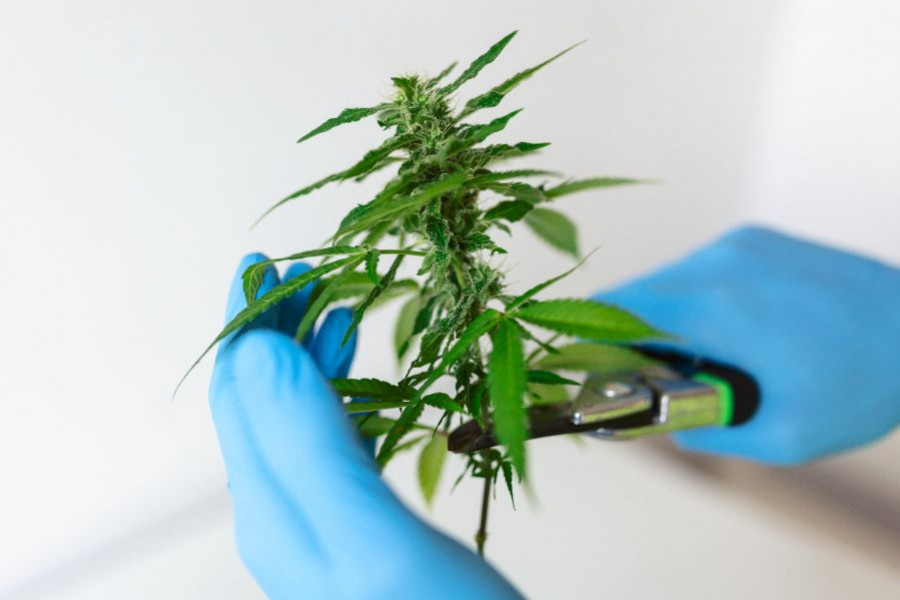 cannabidiol