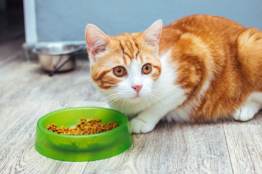 gato comiendo
