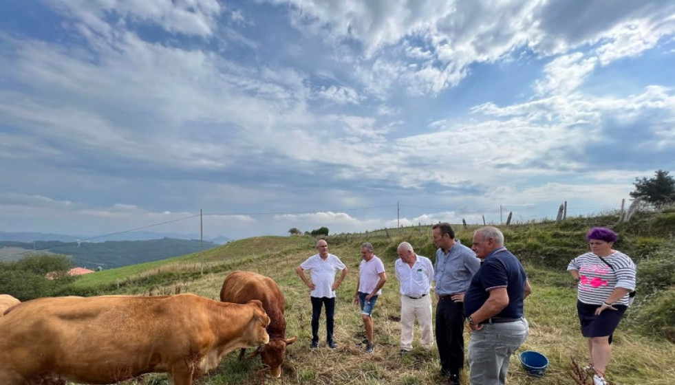 Destacan las potencialidades del ganado de raza limusina de Cantabria