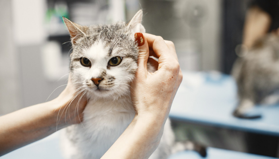 ¿Se está cumpliendo con las necesidades de salud y bienestar de los gatos?