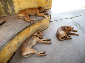 La brucelosis canina, una enfermedad emergente que preocupa a varios países europeos