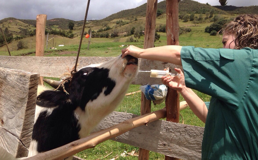 Control veterinario vaca ganadería vacuna explotación
