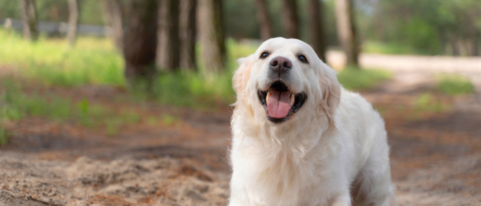 Pérdida de audición en perros asociada con demencia