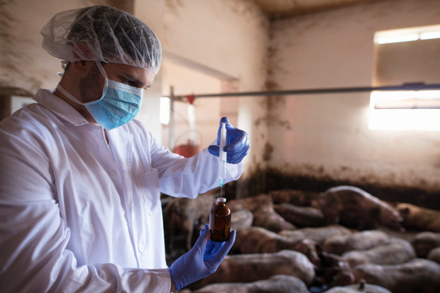 Antibióticos vacuna granja porcino veterinario cerdos